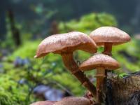 Hellbraune größere Pilze an Baumstumpf